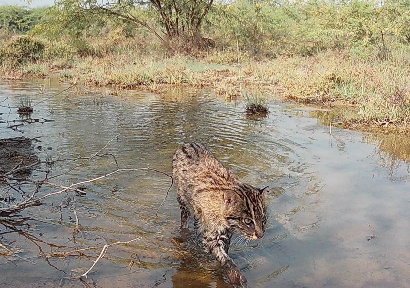 Fishing cat — Prionailurus viverrinus — Indus delta