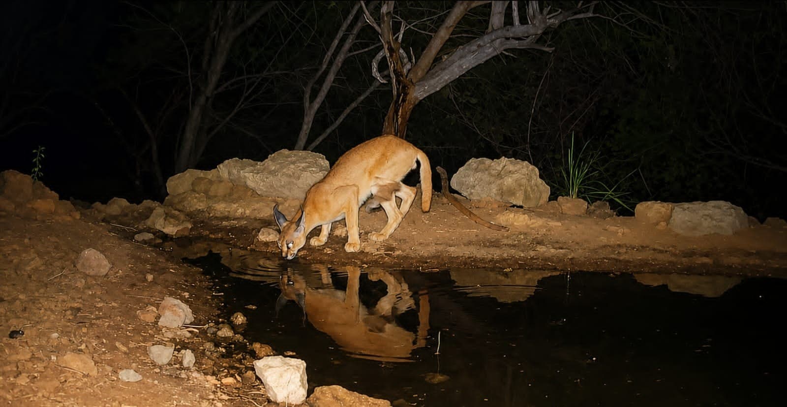 Caracal