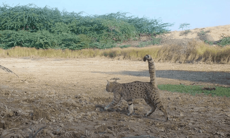 Asiatic Wildcat