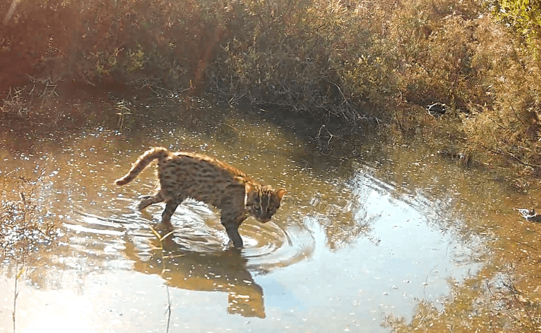 Fishing Cat