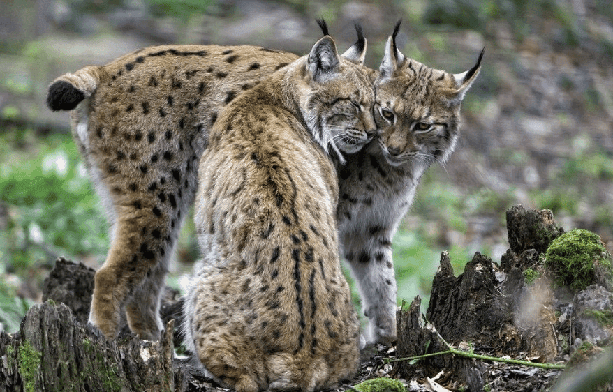 Himalayan Lynx