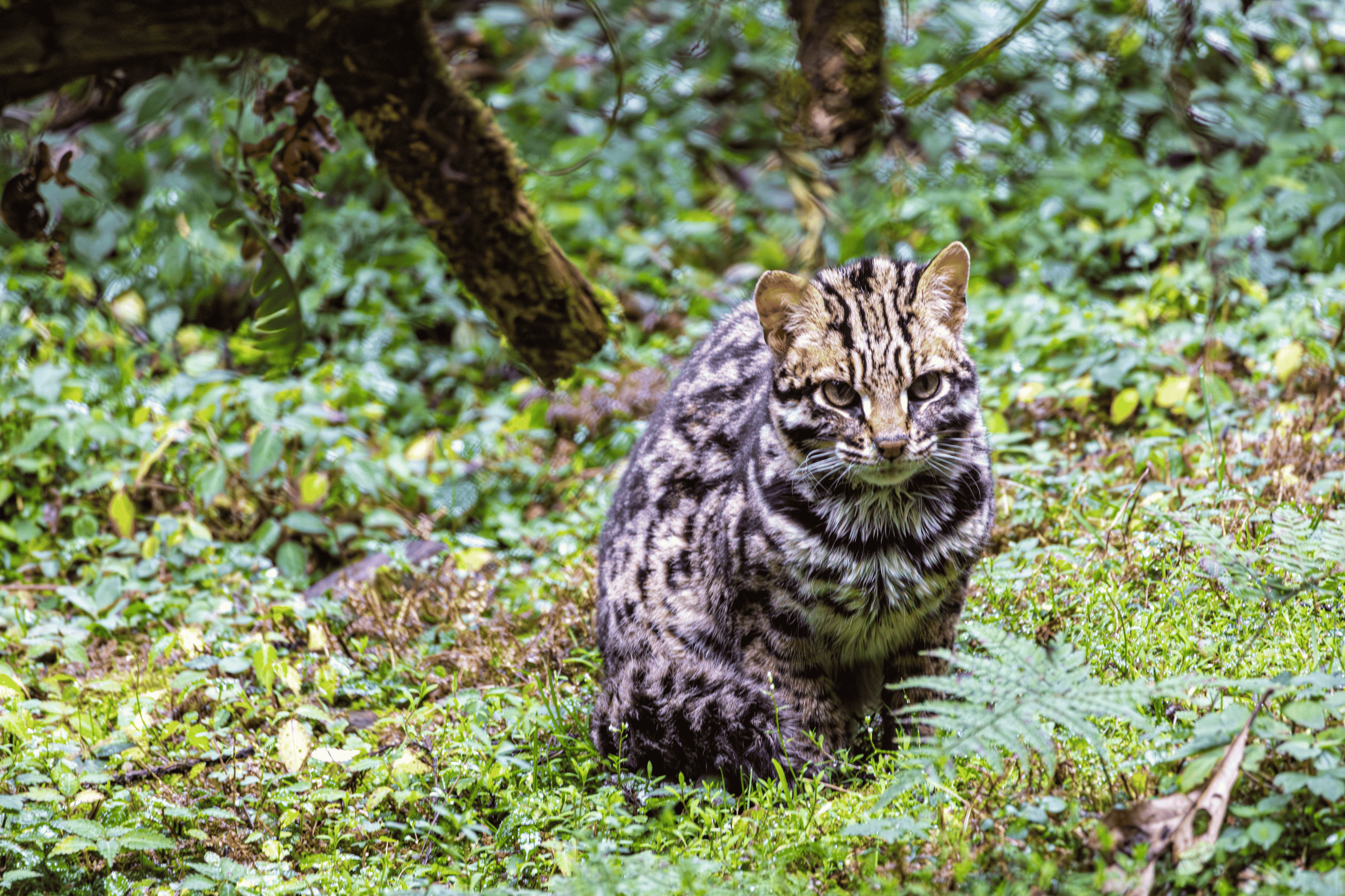 Mainland Leopard Cat