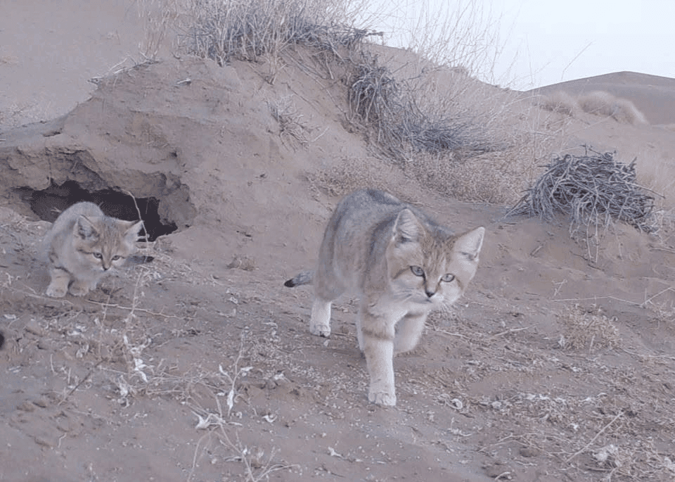 Sand Cat