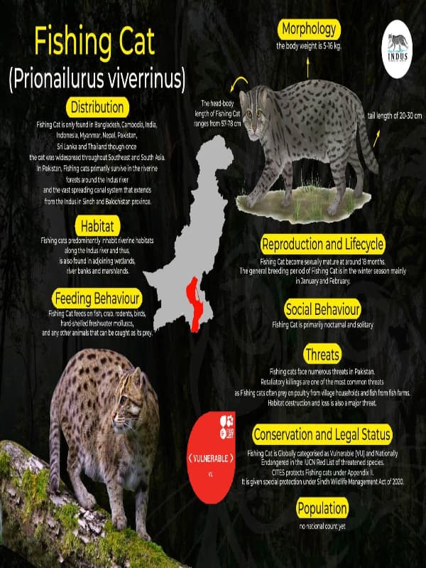 Small Wildcats of Pakistan