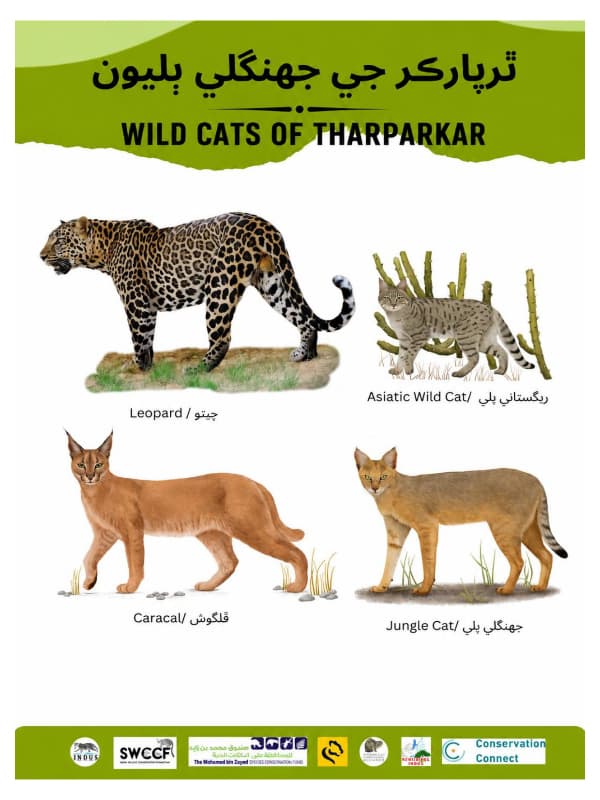 Wild Cats of Tharparkar