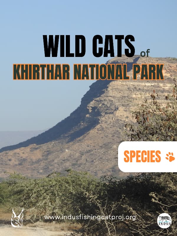 Wild Cats of Kirthar National Park