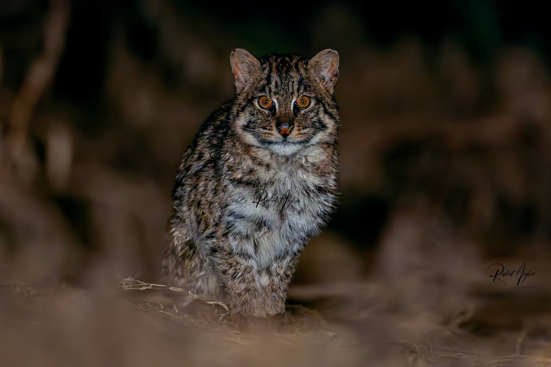 Fishing cat camera trap photograph